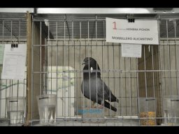 Concurso de Palomas 2012